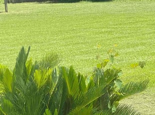 Wendell M.'s lawn care services service result