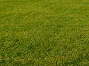 David N.'s turf maintenance service result