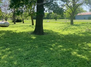 Sharon M.'s lawn care service result