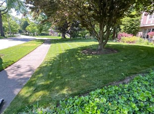 Nicole T.'s turf maintenance service result