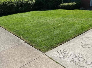 Maria C.'s turf care service result