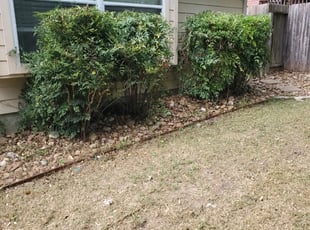 Allison C.'s Bush Trimming service result