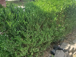 Mary P.'s Bush Trimming service result