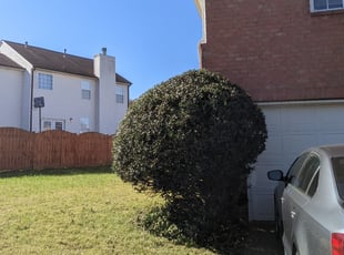 Sharon R.'s Bush Trimming service result