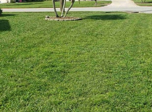 Lisa M.'s lawn maintenance service result