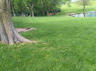 Rachel E.'s lawn maintenance service result