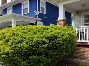 Kevin K.'s Bush Trimming service result