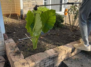 James H.'s Flower Bed Weeding service result