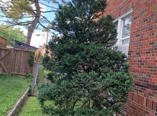 Donna W.'s Bush Trimming service result