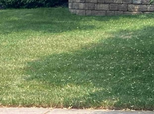 Chrissy P.'s lawn care services service result