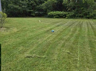 Lacey K.'s grass cutting service result