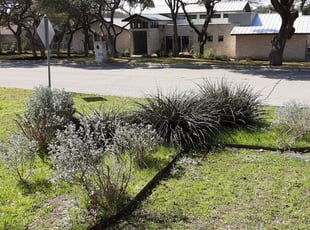 Benjamin A.'s Bush Trimming service result