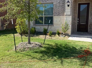 Nikki C.'s grass maintenance service result