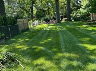 Branko B.'s turf care service result