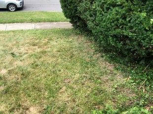 Richard R.'s Bush Trimming service result