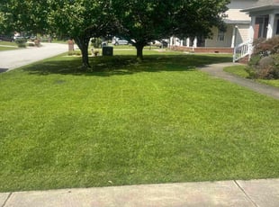 Carol T.'s turf care service result