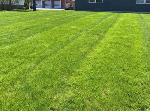 Kruti P.'s lawn service service result