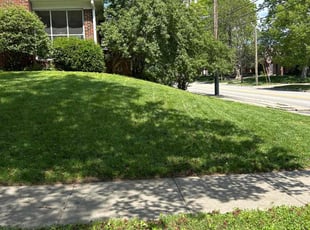 Denise S.'s turf care service result