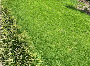 Brandy T.'s lawn service service result