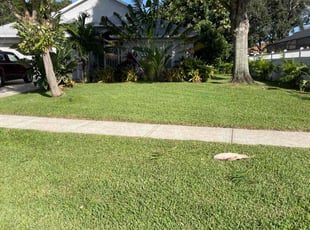 Andrea A.'s lawn care service result