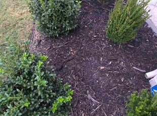 Llewellyn H.'s Flower Bed Weeding service result