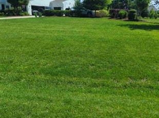 Cynthia W.'s turf care service result