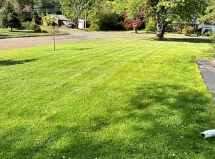 Monica T.'s grass maintenance service result