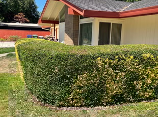 Felicia O.'s Bush Trimming service result