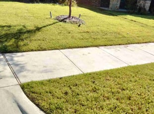 Clara H.'s turf care service result