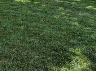 Maureen N.'s lawn maintenance service result