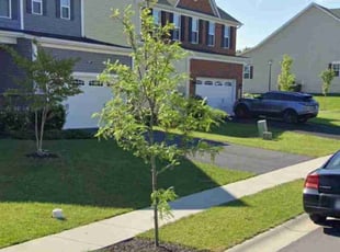 Cynthia N.'s lawn care service result