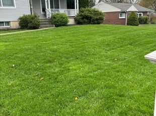 Venita H.'s grass cutting service result