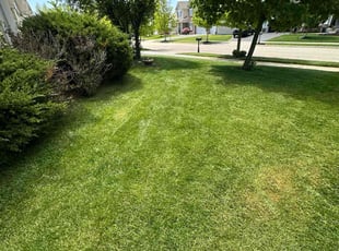 Osvaldo A.'s lawn care services service result