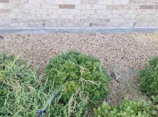 Miranda M.'s Bush Trimming service result