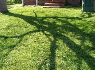 Carlton P.'s lawn service service result