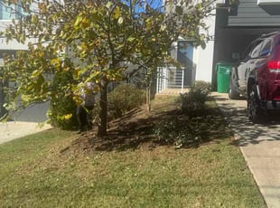 David D.'s Bush Trimming service result