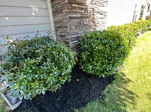 Ammie S.'s Mulching service result