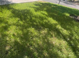 Alex G.'s turf maintenance service result