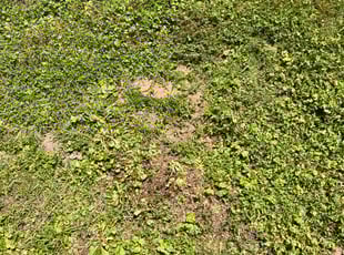 Cheryl G.'s Leaf Removal service result