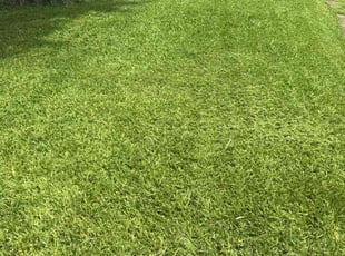 Rebecca T.'s turf maintenance service result