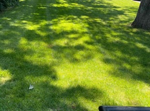 Melissa R.'s turf care service result