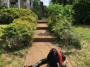 Athena B.'s Bush Trimming service result
