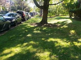 Tracy S.'s lawn service service result