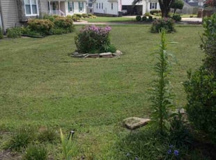 Michael F.'s grass cutting service result