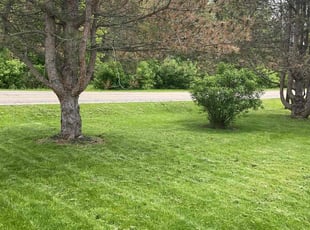 Danella D.'s Long Grass Cleanup service result