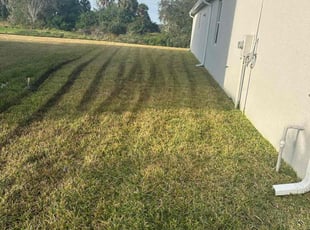 Jennifer B.'s grass maintenance service result
