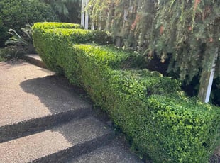 Dee J.'s Bush Trimming service result