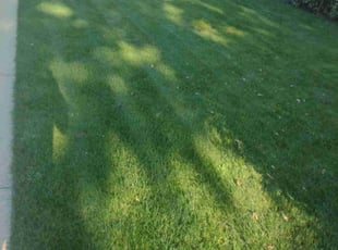 Jan C.'s lawn care service result