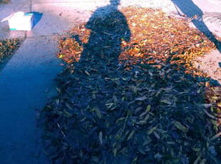 Rob D.'s Leaf Removal service result