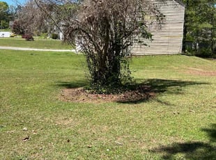 Chuck M.'s Bush Trimming service result